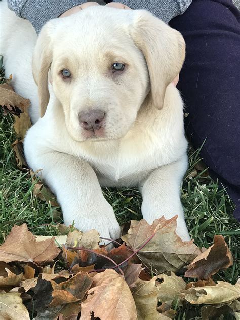 $200 (ksc > Leavenworth) $1,000. . Labrador puppies for sale craigslist